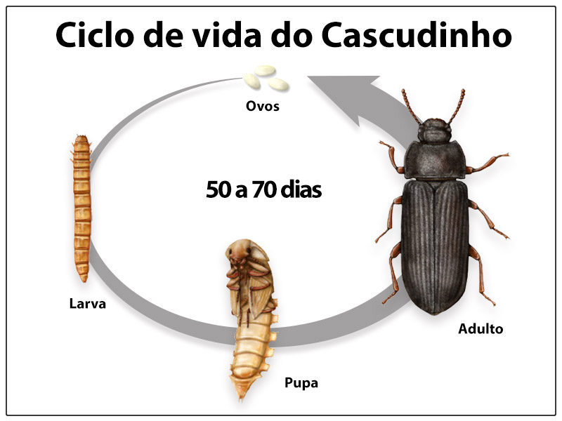 Ciclo de vida do cascudinho