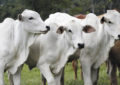 Fotossensibilização em bovinos: rápida identificação reduz prejuízos